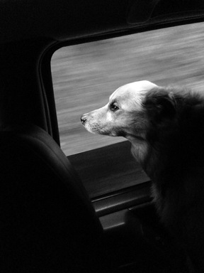 Bonanza head out window, bw c.jpg